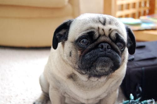 Pug yavrusu 2