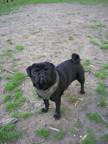 Pug yavrusu 2