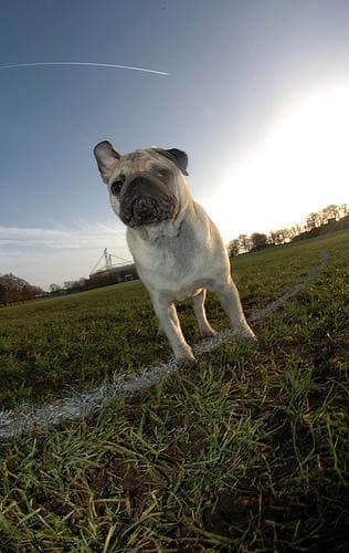 Pug yavrusu 2