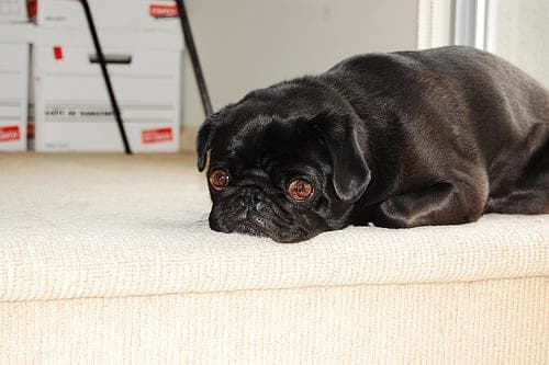 Pug yavrusu 2