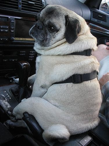 Pug yavrusu 2