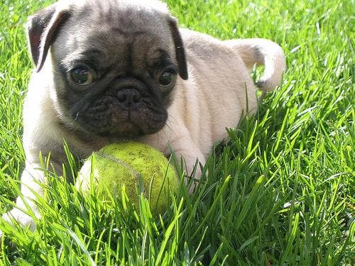 Pug yavrusu 3