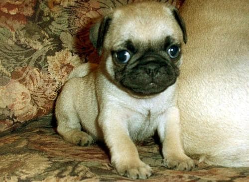 Pug yavrusu 2