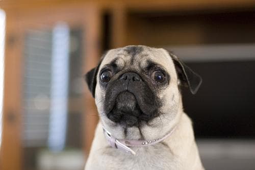 Pug yavrusu 3