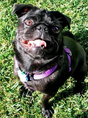 Pug yavrusu 2
