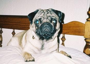 Pug yavrusu 3