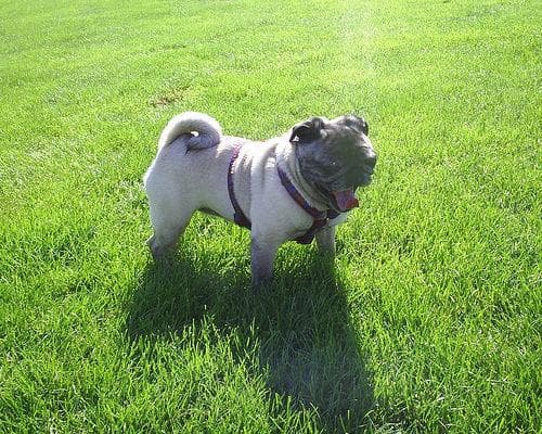 Pug yavrusu 2