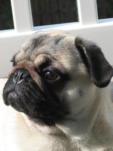 Pug yavrusu 1