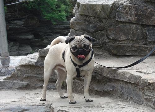 Pug yavrusu 3