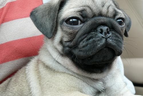 Pug yavrusu 2