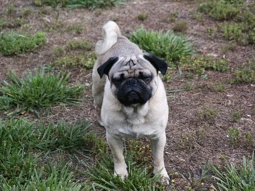Pug yavrusu 2