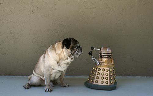 Pug yavrusu 3