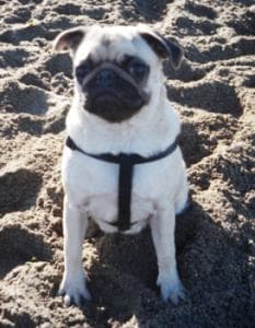 Pug yavrusu 3