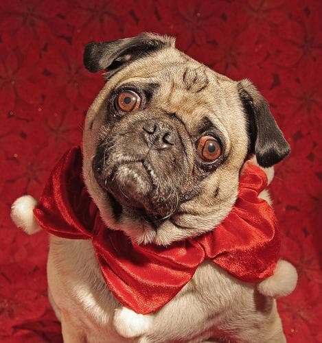 Pug yavrusu 3