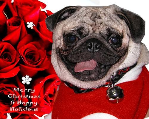 Pug yavrusu 3