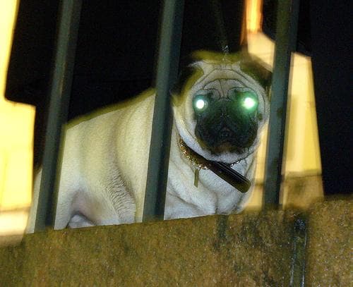 Pug yavrusu 3