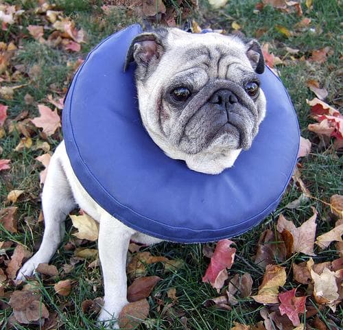 Pug yavrusu 2