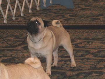 Pug yavrusu 2