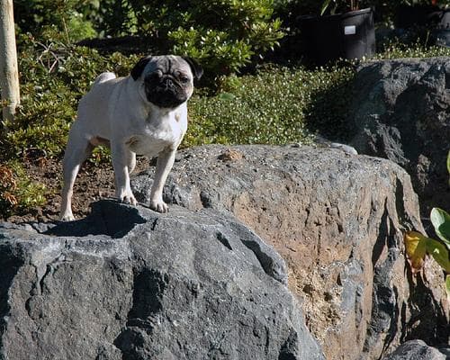 Pug yavrusu 3