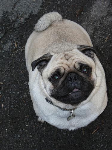 Pug yavrusu 3