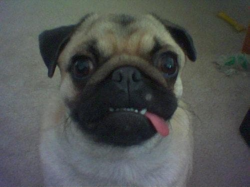 Pug yavrusu 3