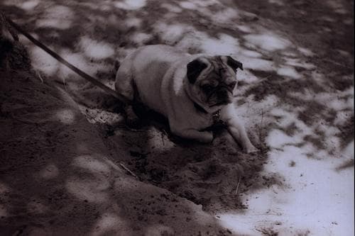 Pug yavrusu 3