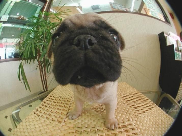 Pug yavrusu 3