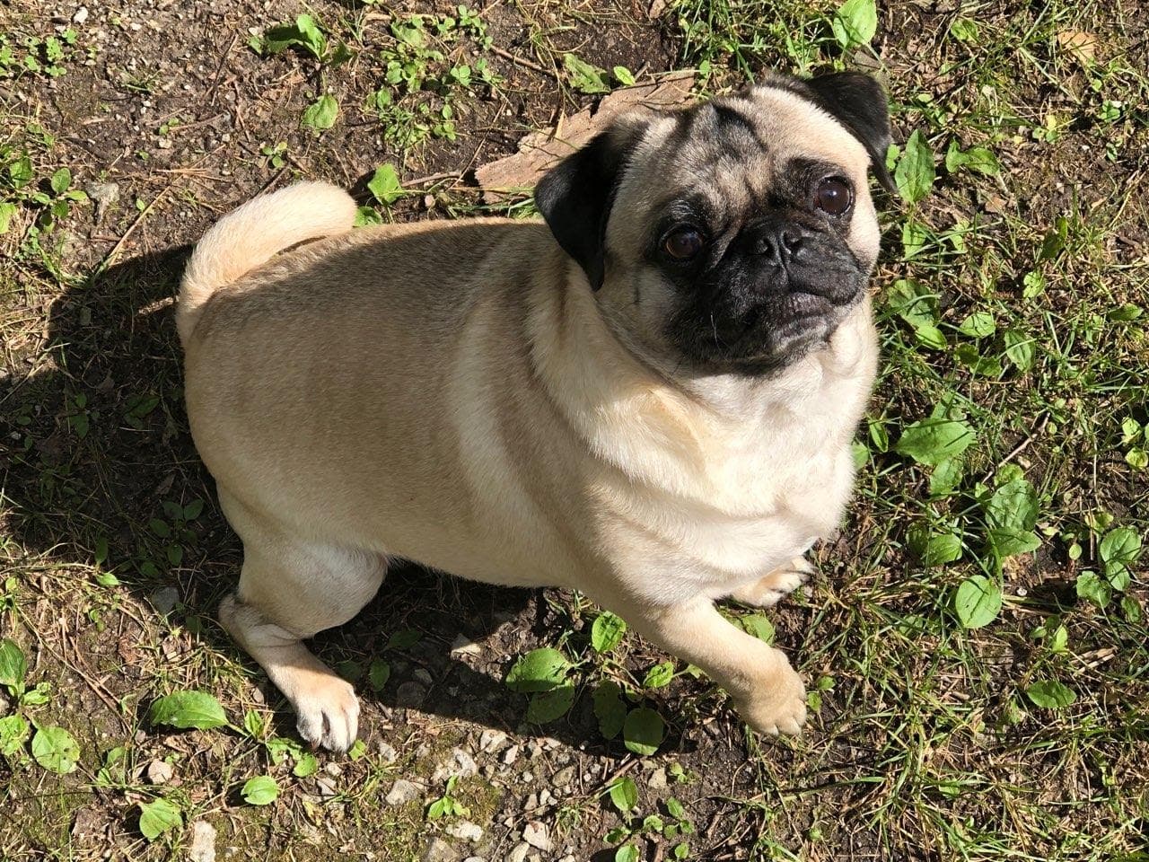 Pug yavrusu 2