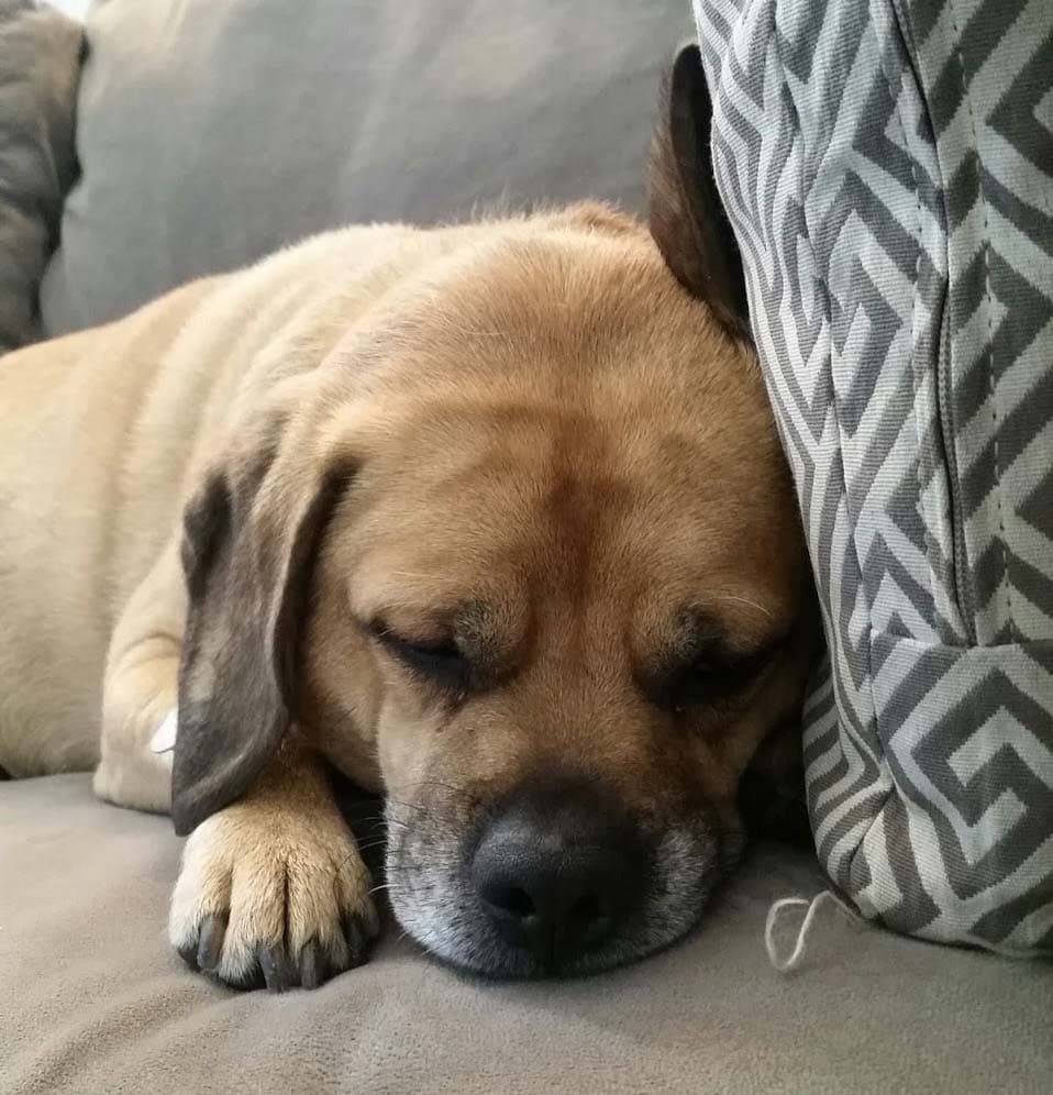 Pug yavrusu 2