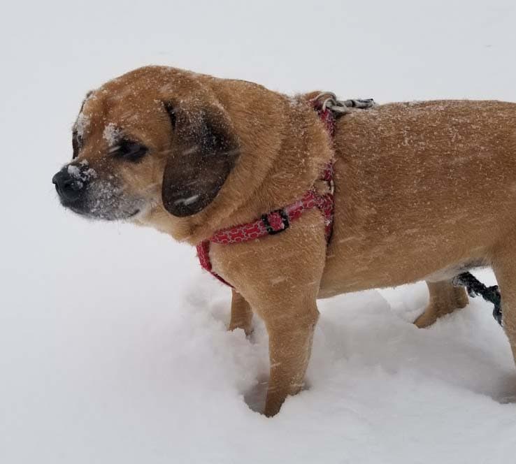 Pug yavrusu 2