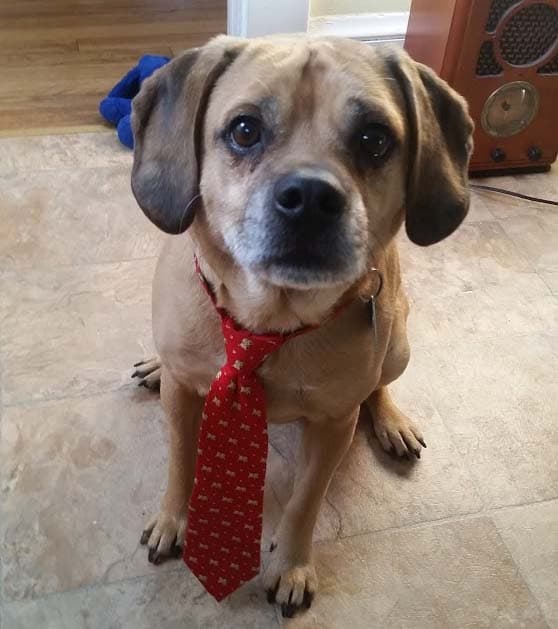 Pug yavrusu 3