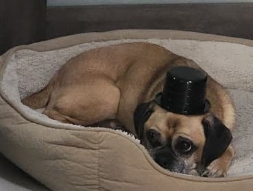Pug yavrusu 2