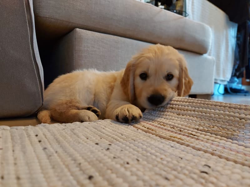 Golden Retriever yavrusu 3