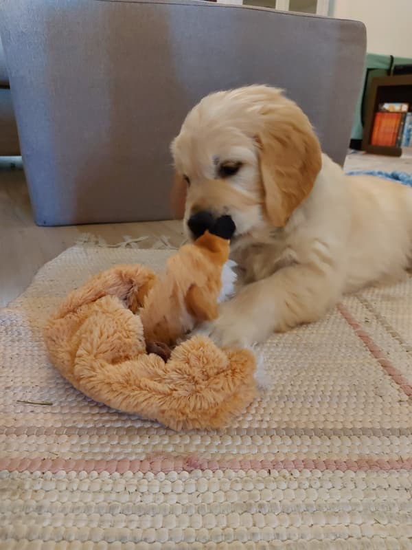 Golden Retriever yavrusu 3