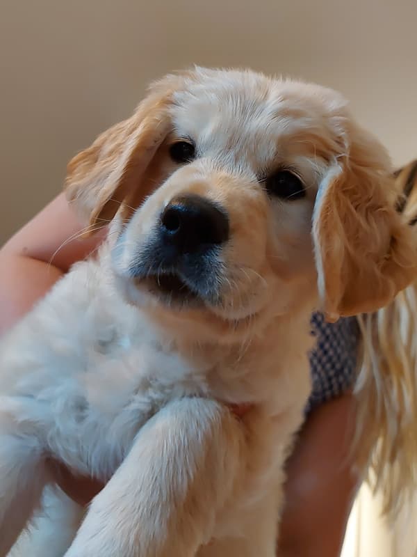 Golden Retriever yavrusu 3