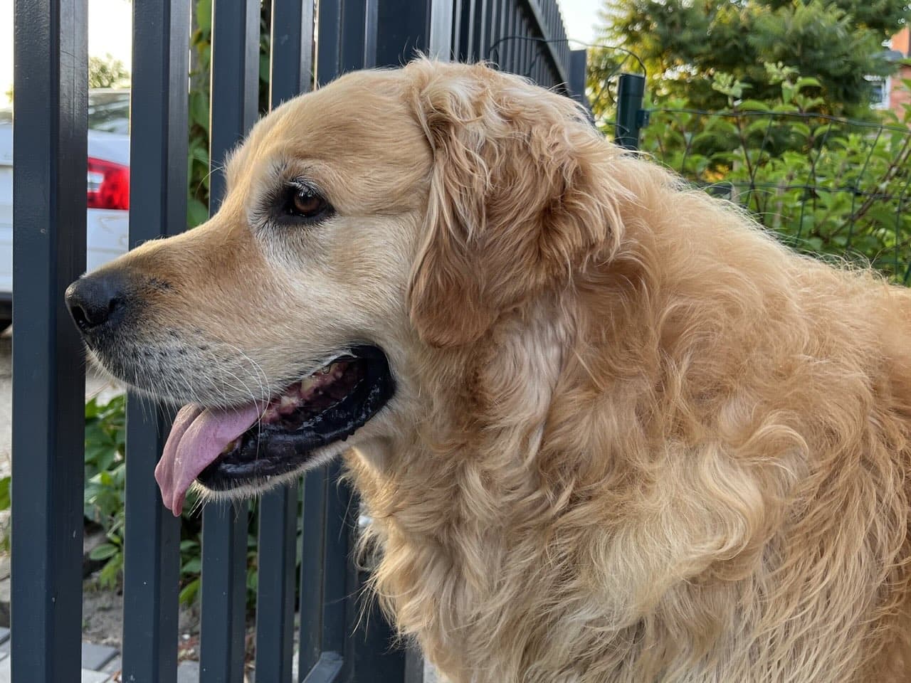 Golden Retriever yavrusu 1