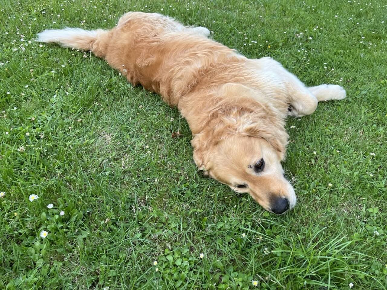 Golden Retriever yavrusu 2