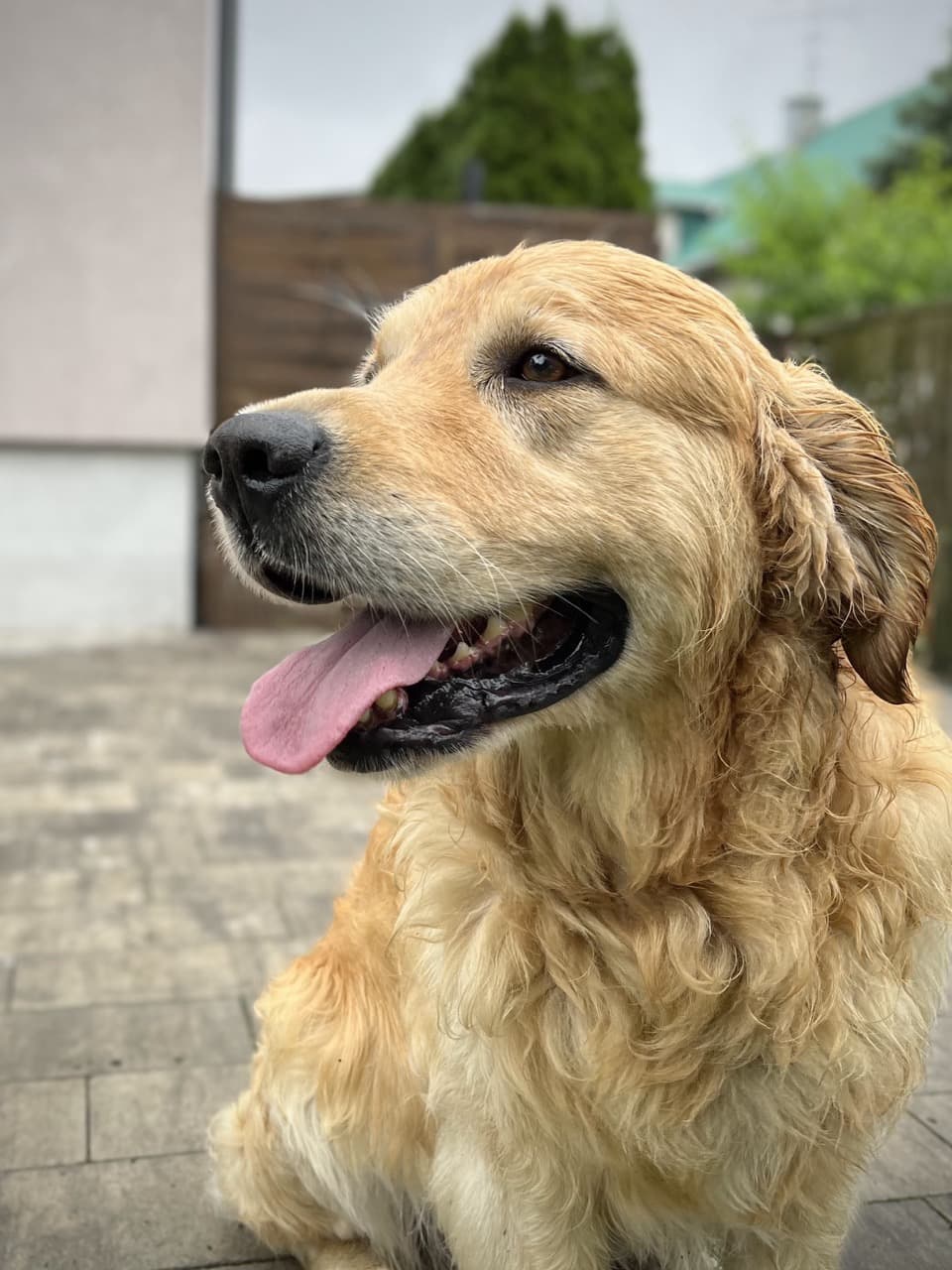 Golden Retriever yavrusu 1