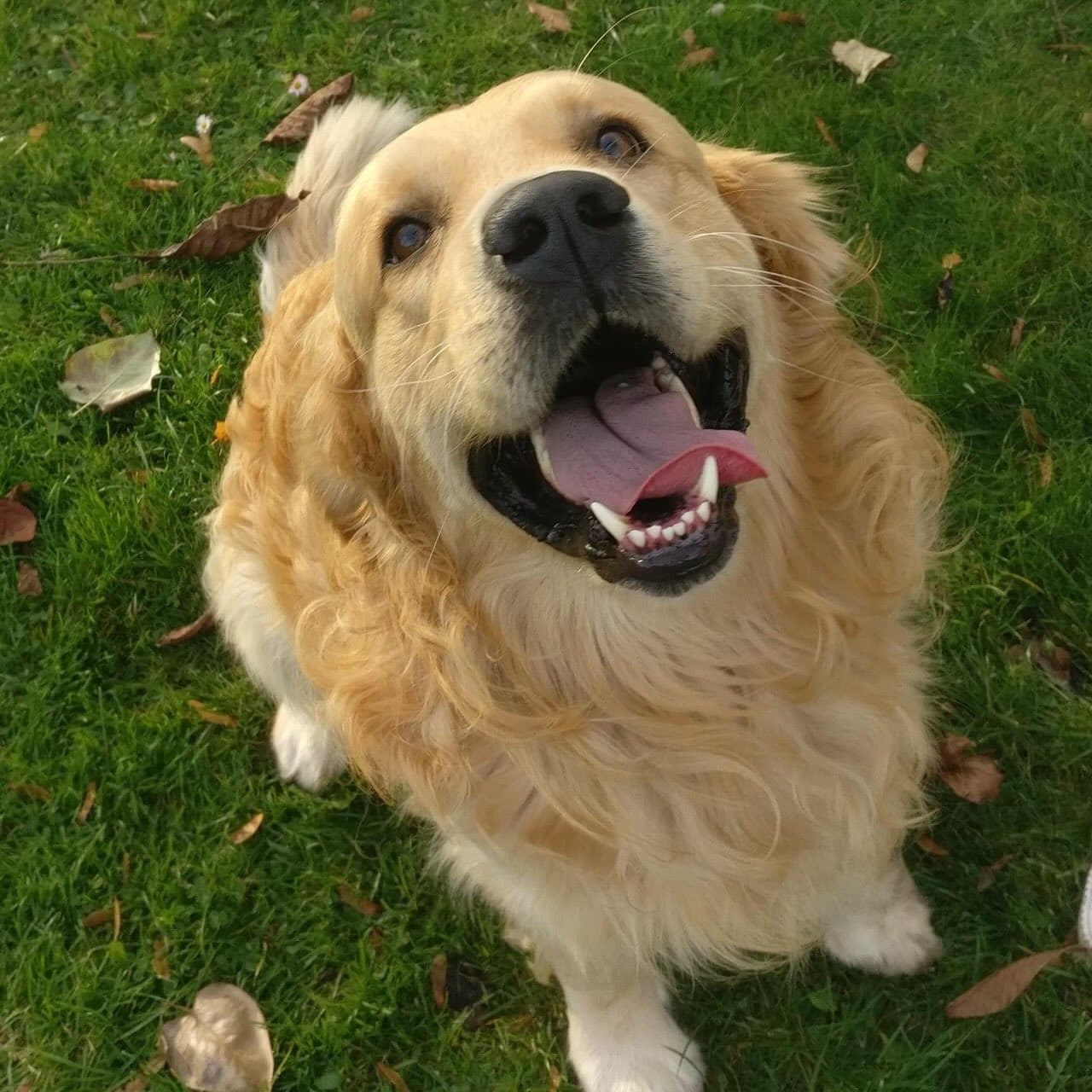 Golden Retriever yavrusu 2