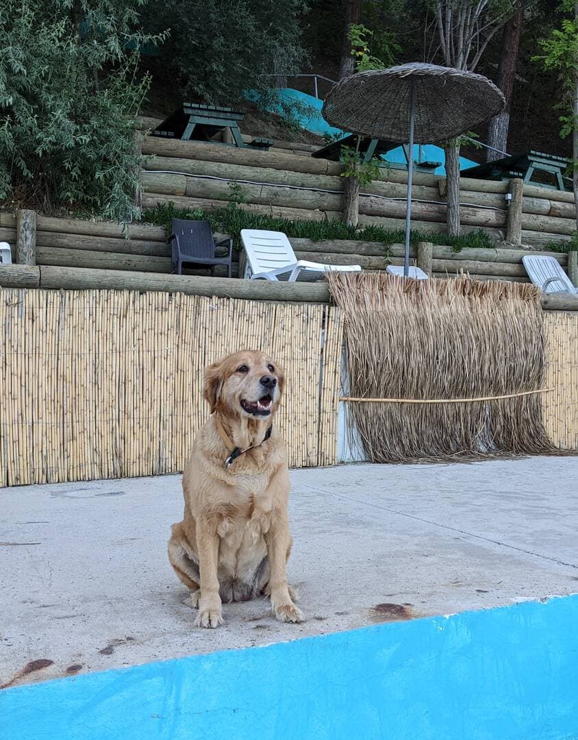 Golden Retriever yavrusu 3