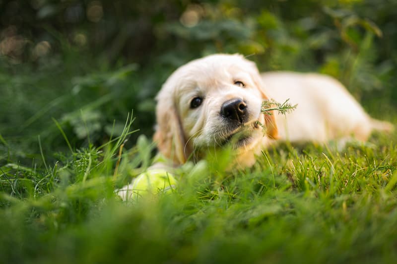 Golden Retriever yavrusu 3