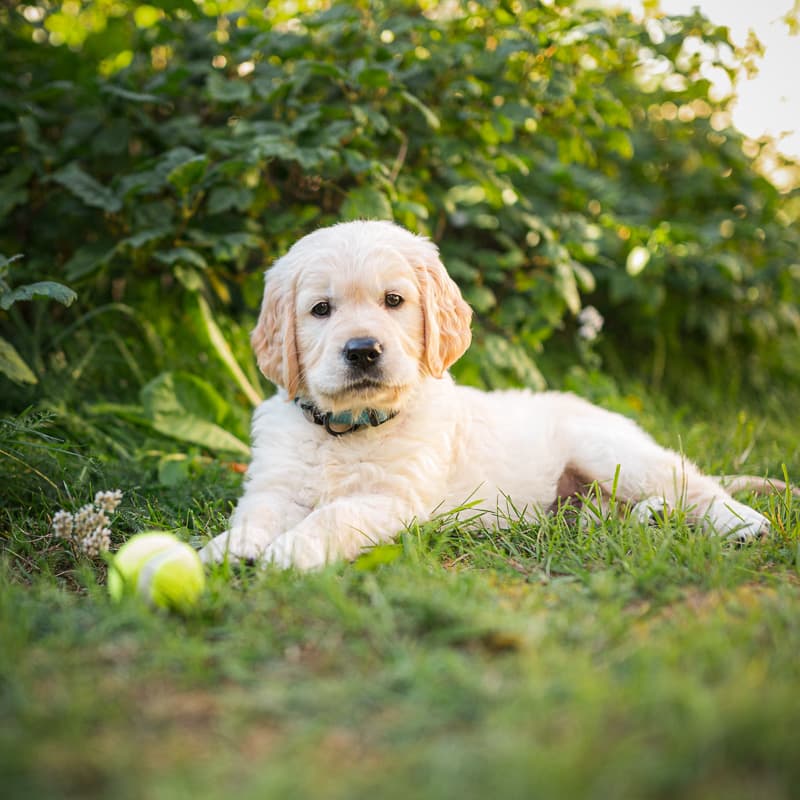 Golden Retriever yavrusu 1