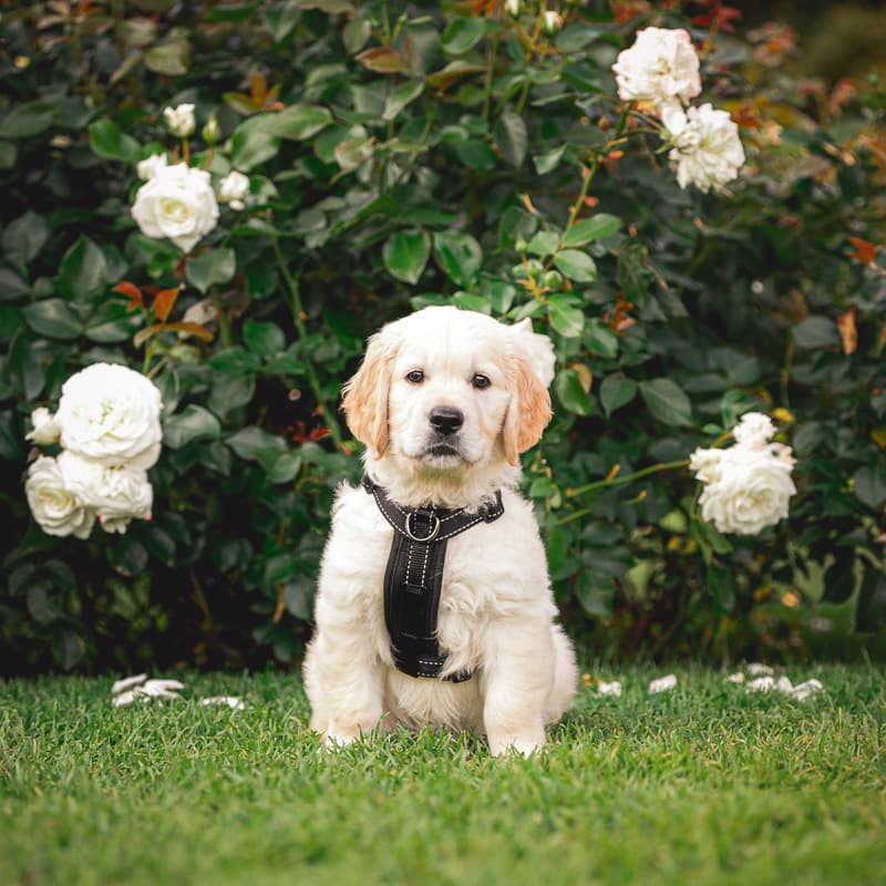 Labrador Retriever yavrusu 3