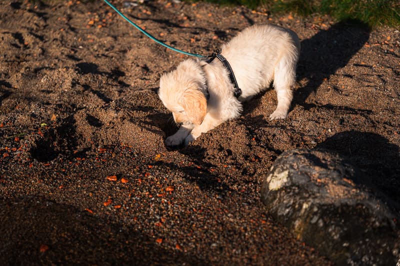 Golden Retriever yavrusu 2