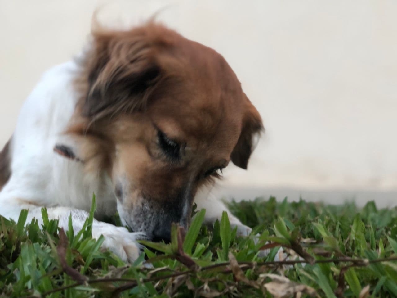 Golden Retriever yavrusu 3