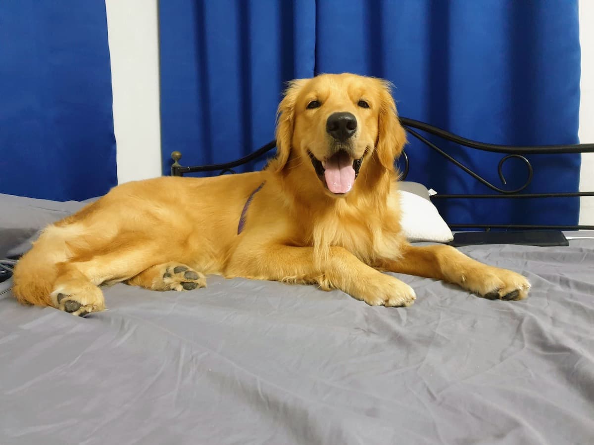 Labrador Retriever yavrusu 1