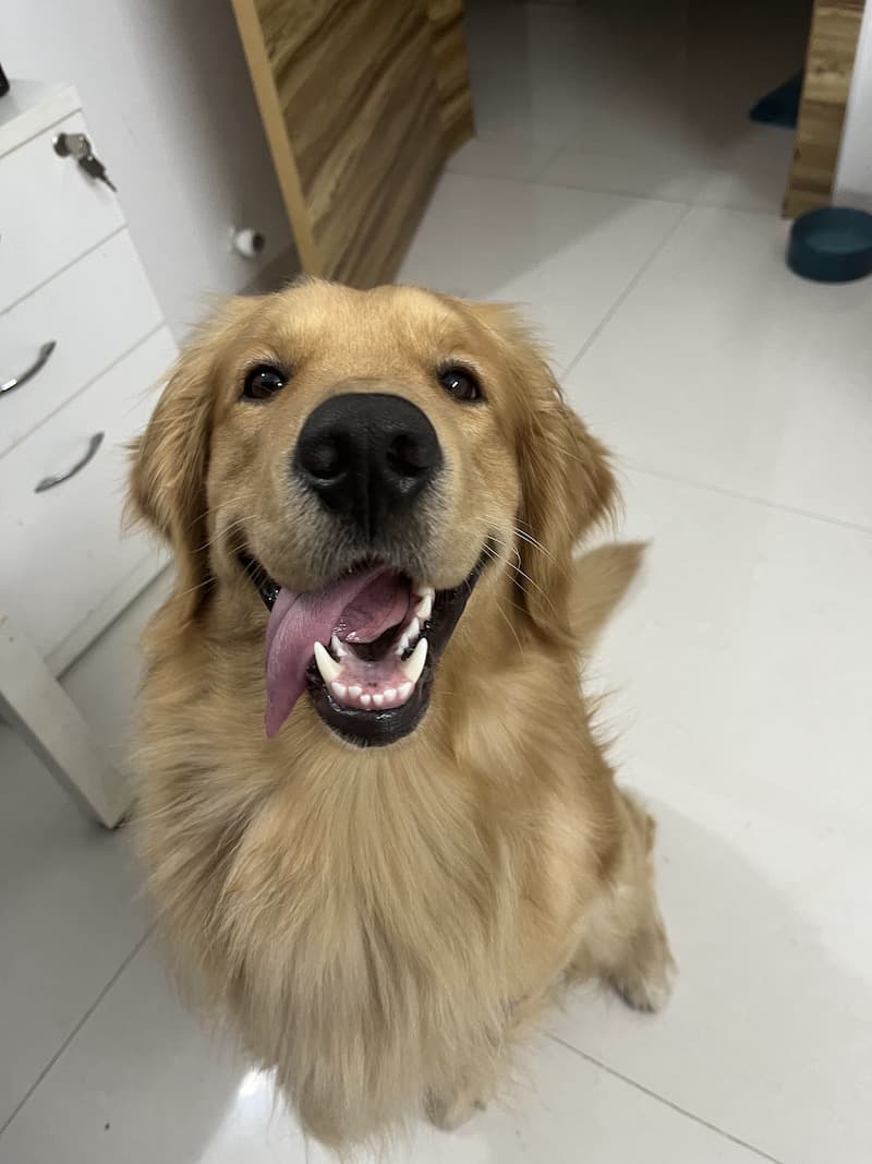 Golden Retriever yavrusu 2