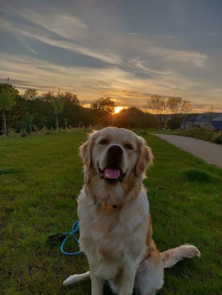 Golden Retriever yavrusu 1
