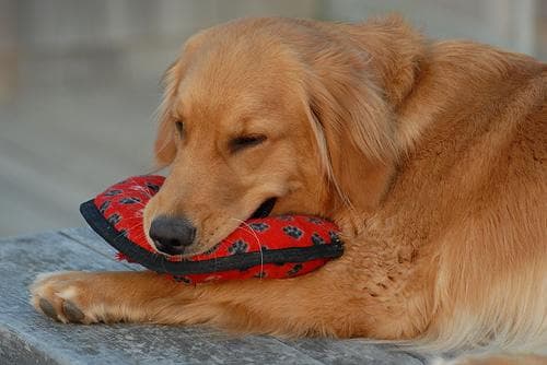 Golden Retriever yavrusu 3