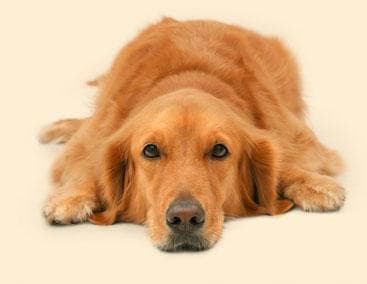 Golden Retriever yavrusu 3